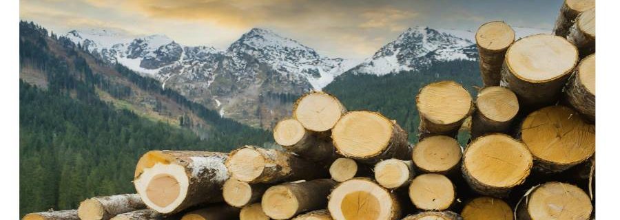 Holzstämme, die auf ihre Weiterverarbeitung warten